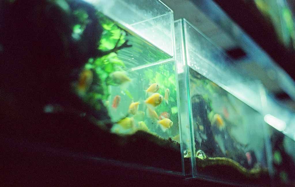 Choose the Mineral Rich Substrate