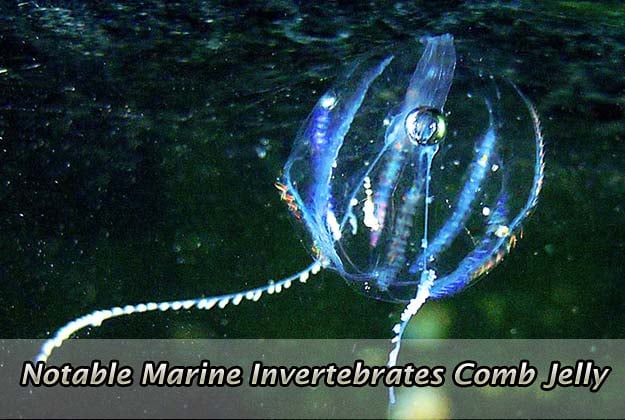 Notable Marine Invertebrates Comb Jelly