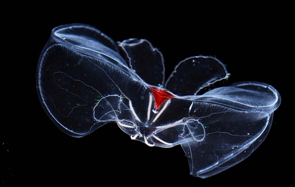 do comb jellies sting