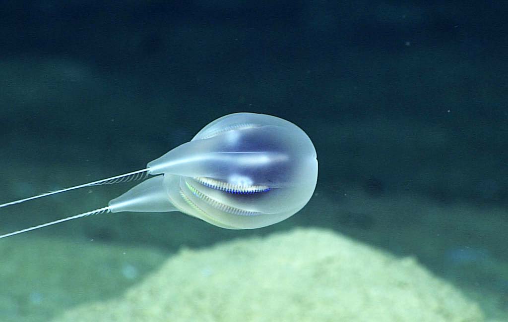 Interesting Facts about comb jelly