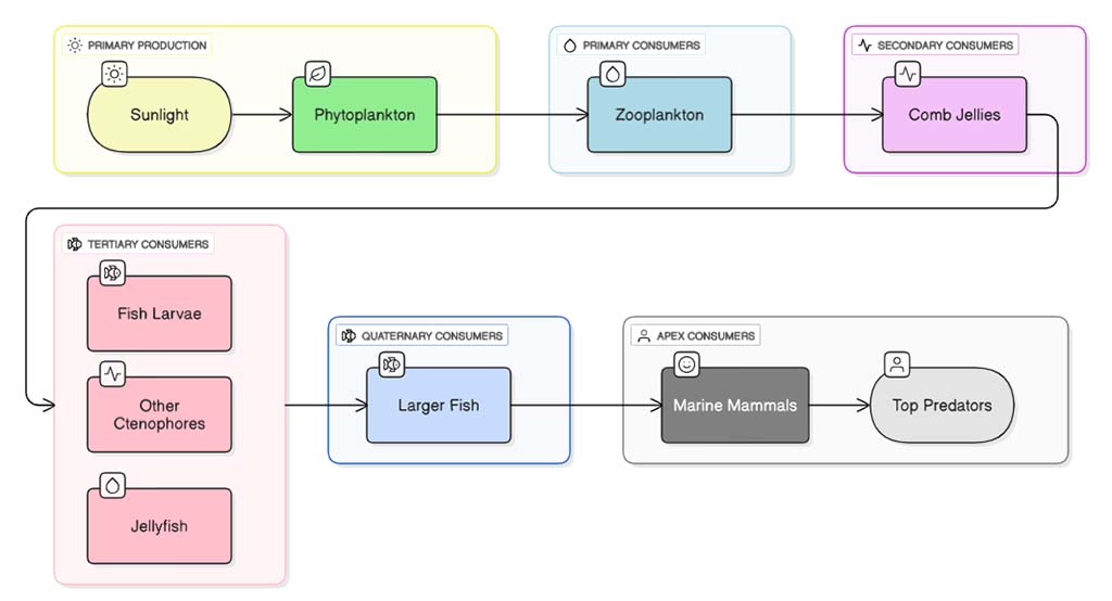 Comb Jellies Role in Food Web Chain