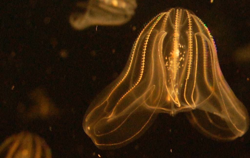 comb jelly