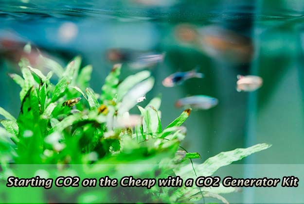 Starting CO2 on the Cheap with a CO2 Generator Kit