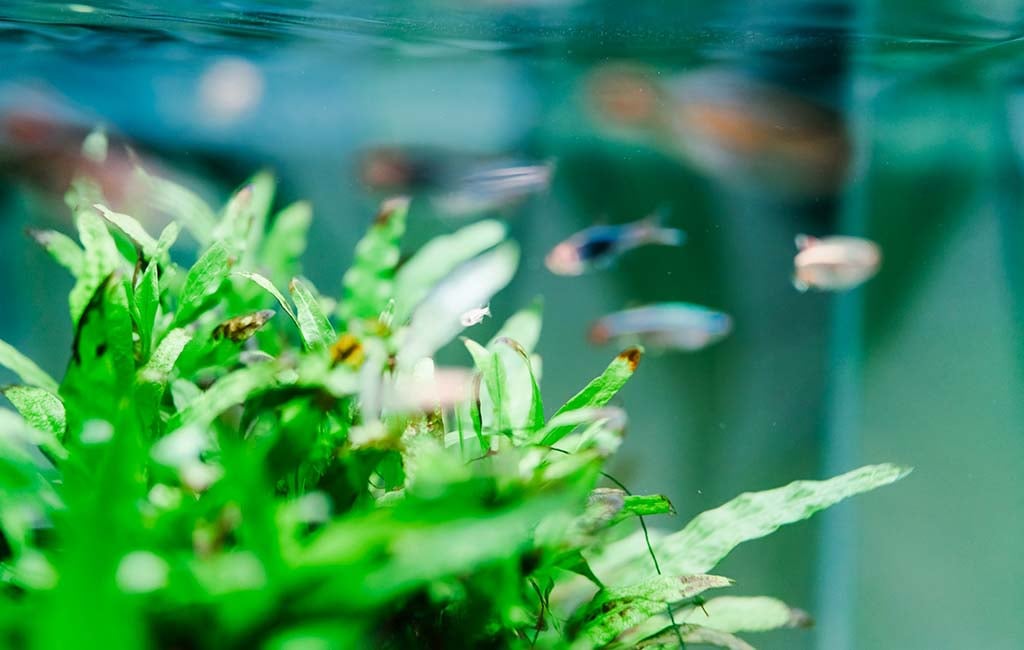aquarium CO2 generator system