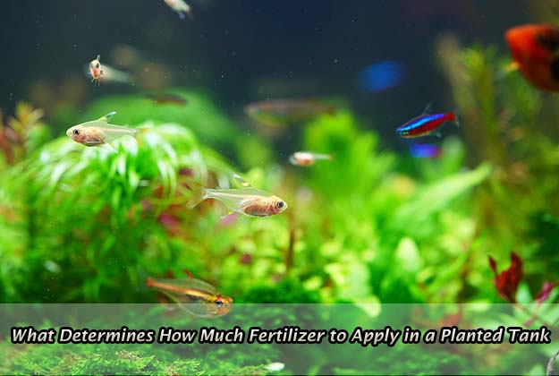 What Determines How Much Fertilizer to Apply in a Planted Tank