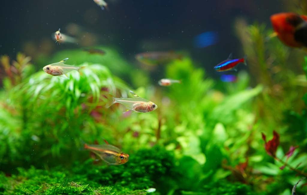 aquarium water fertilizer
