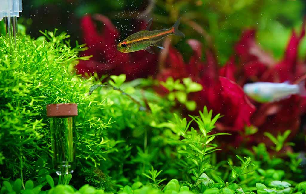 the density of aquatic plants