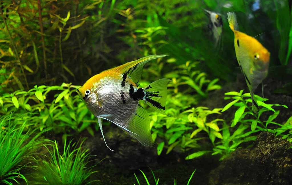 Use Normal Fertilizer in the Planted Tanks