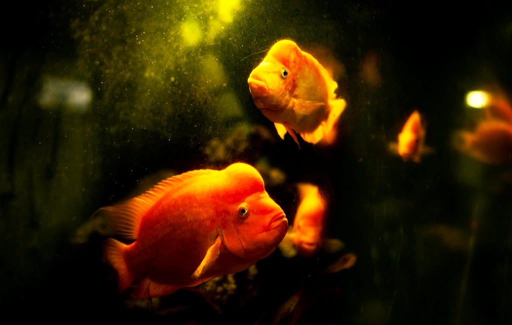 fish gasping for air