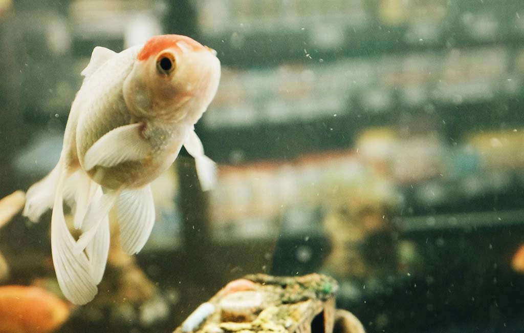 how to treat gasping fish