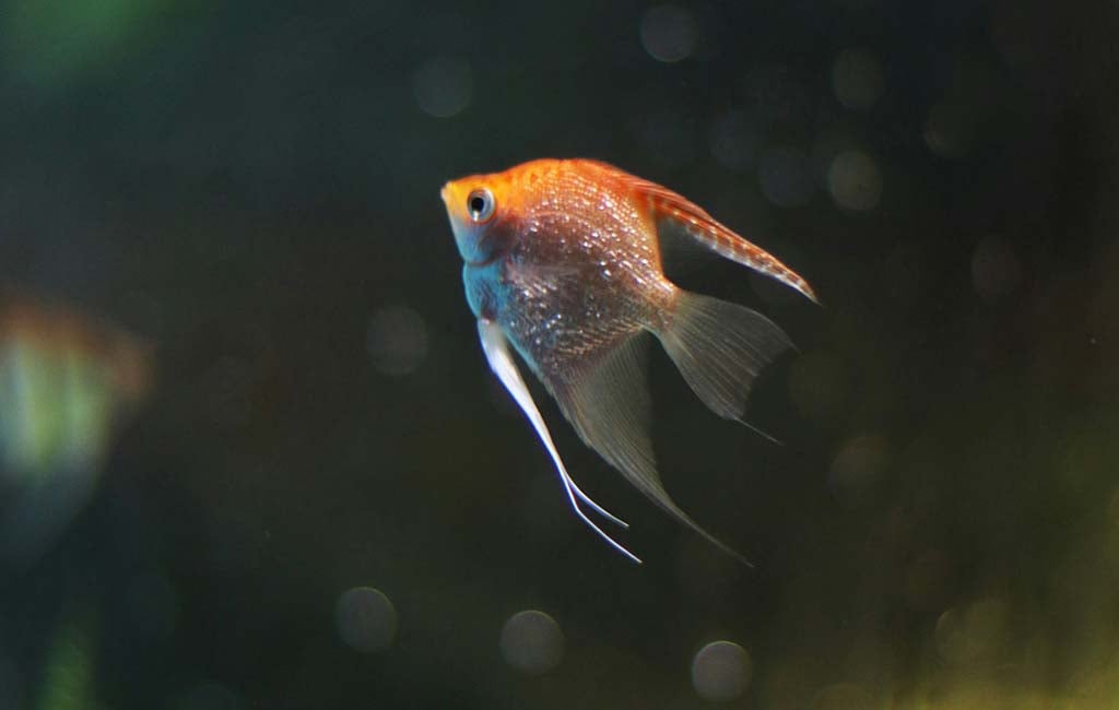Why Fish Gasping for Air
