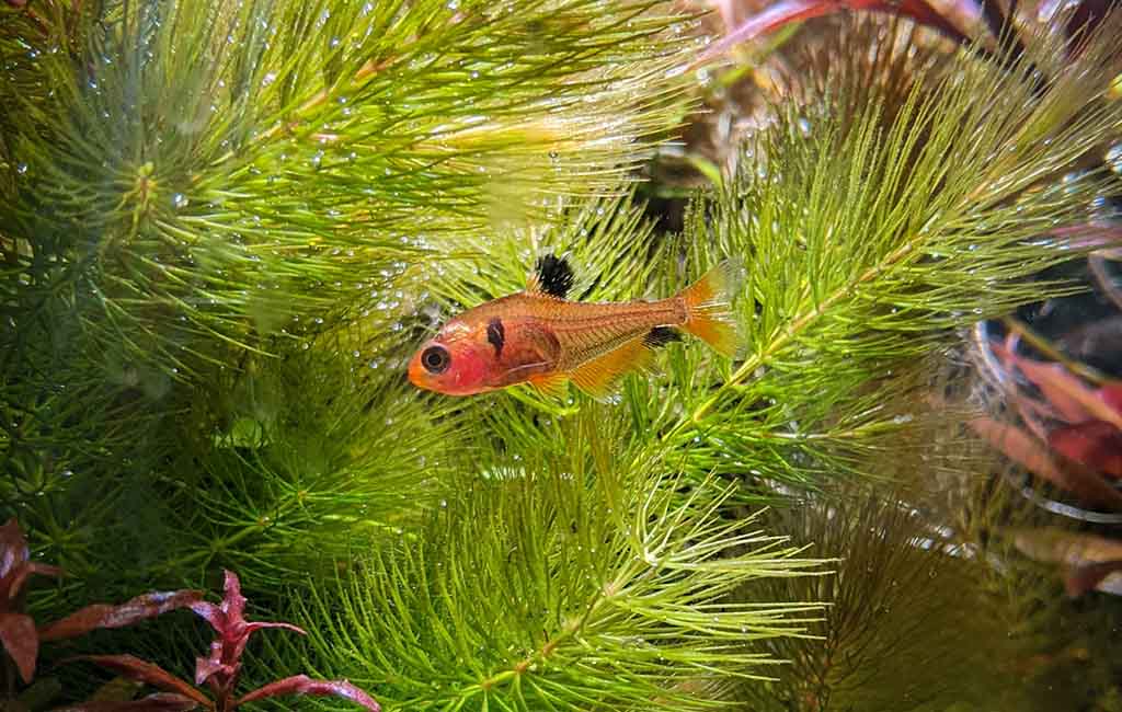 prevent severe damage to fish