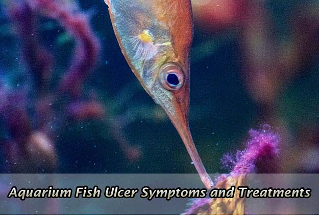 Aquarium Fish Ulcer Symptoms and Treatments