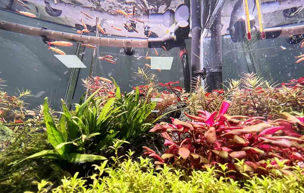 water treatment for freshwater aquariums​