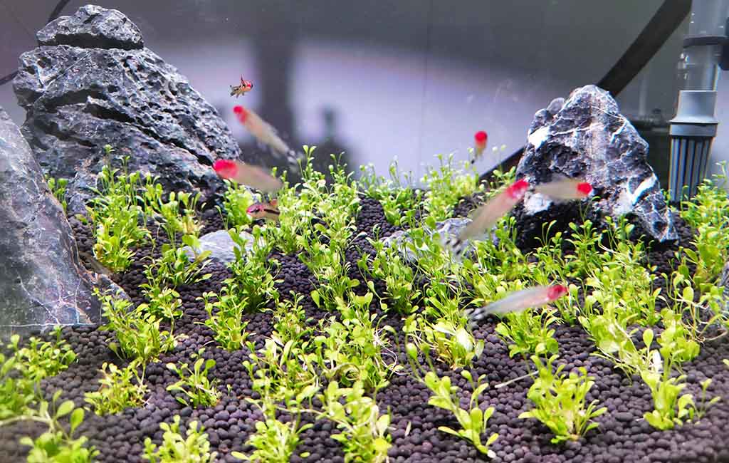 Fish Aquarium Water Treatment