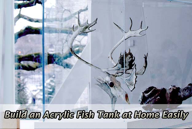Build an Acrylic Fish Tank at Home Easily