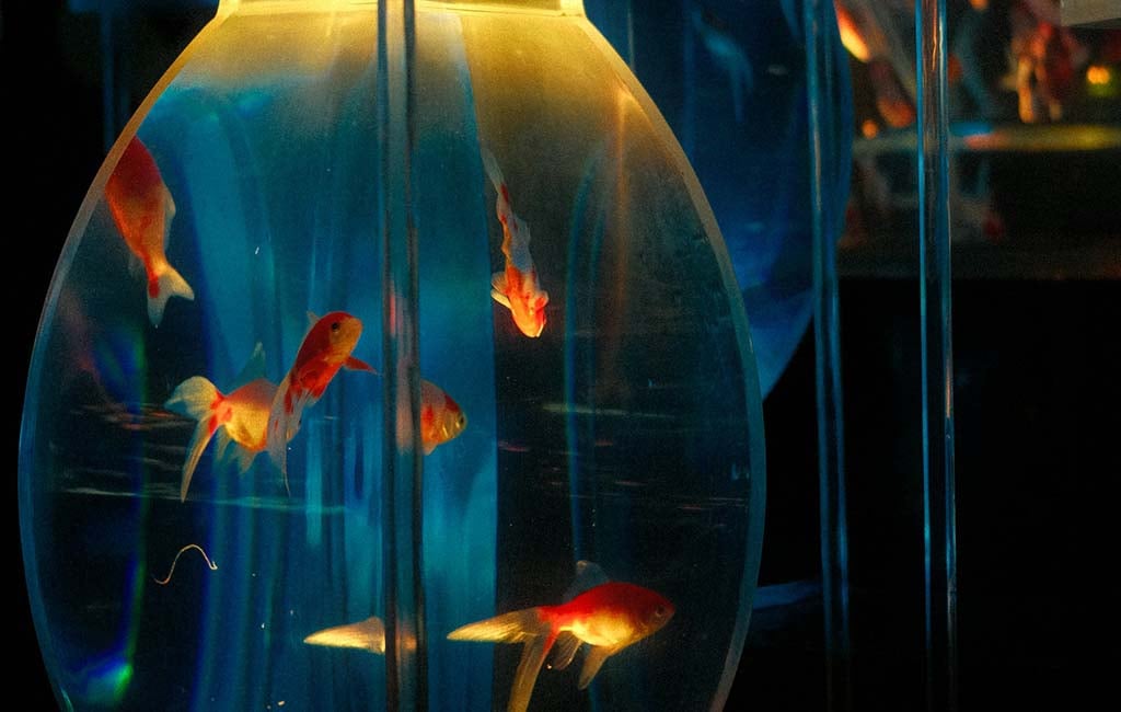 acrylic aquarium fish tank