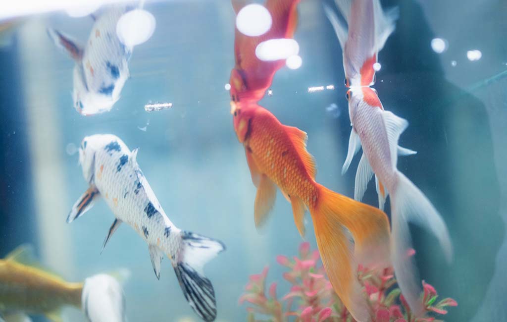 DIY acrylic fish tank​