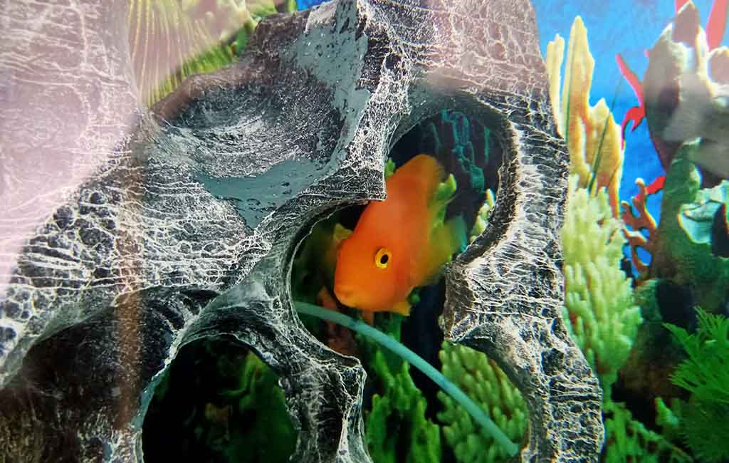 Keep an Acrylic Aquarium Clean