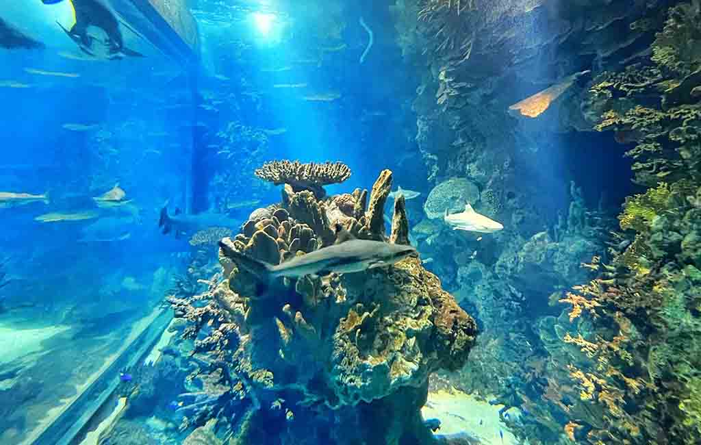 create waves in fish tank