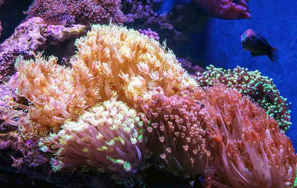 Does My Fish Tank Need the Waves
