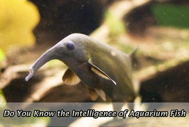 Do You Know the Intelligence of Aquarium Fish