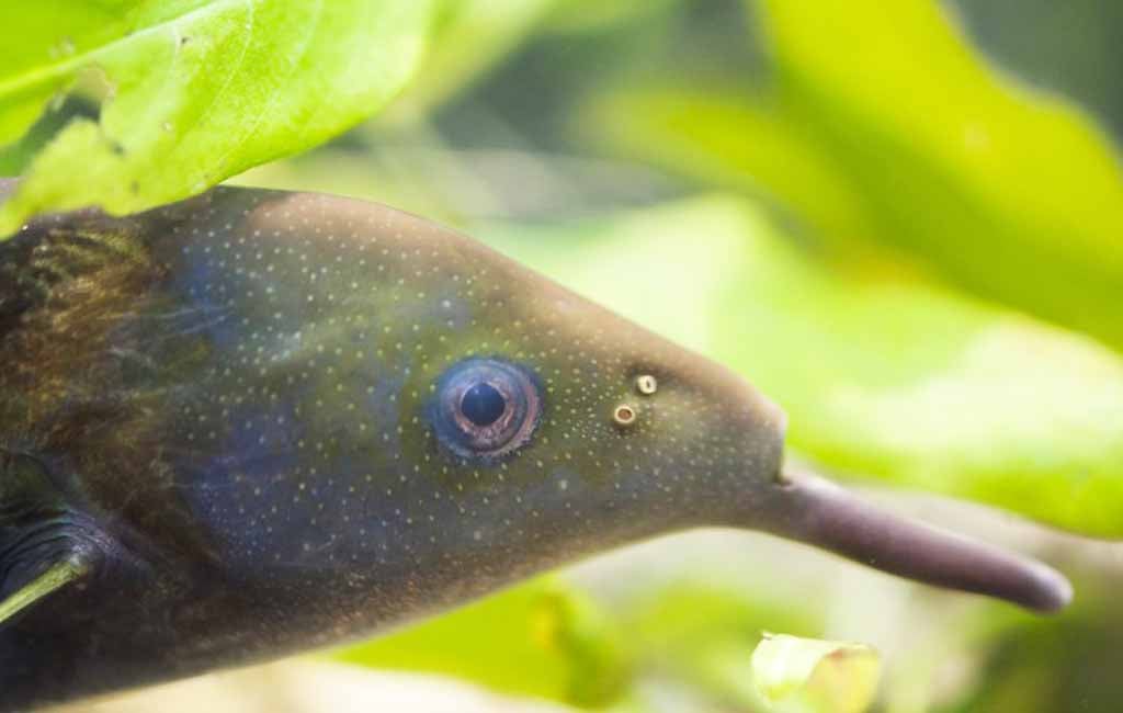 are fish intelligent