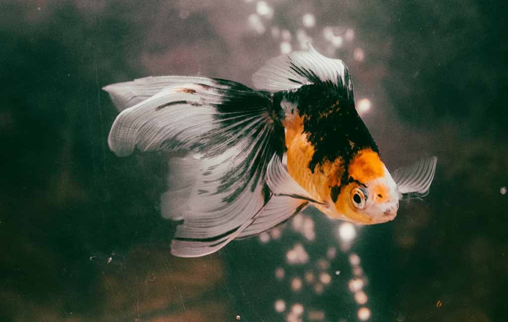 fish intelligence