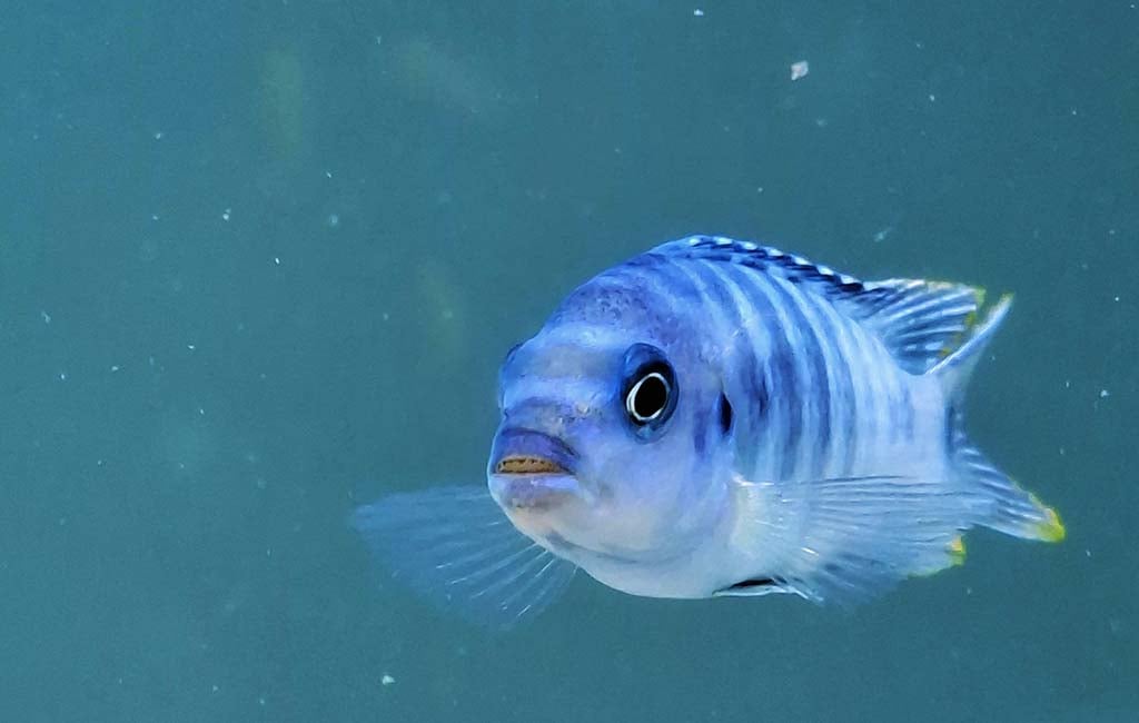 most intelligent fish