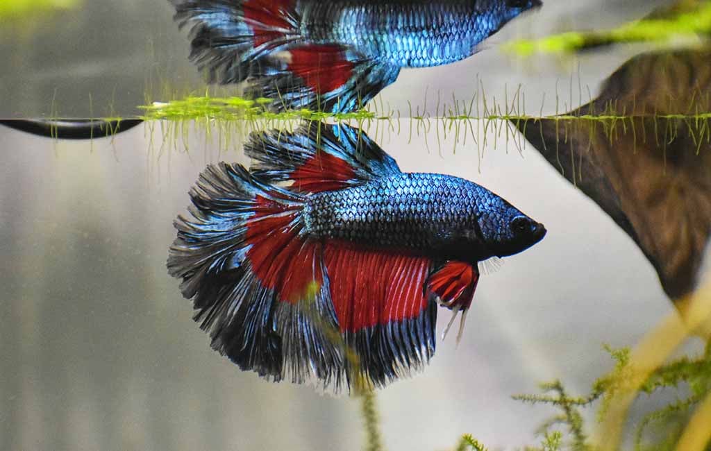 Some most intelligent fish