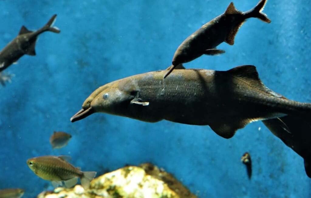 Some most intelligent fish