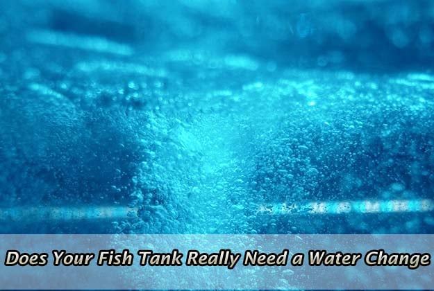 Does Your Fish Tank Really Need a Water Change