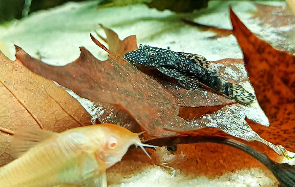 aquarium water changes