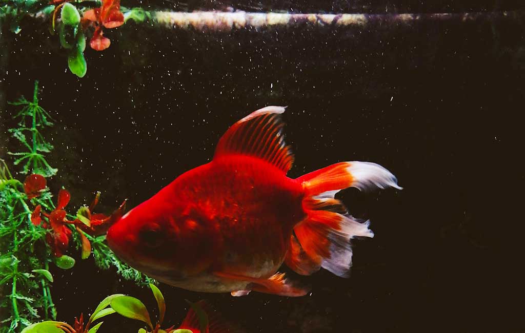 Aquarium Water Care