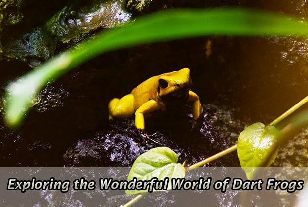 Exploring the Wonderful World of Dart Frogs