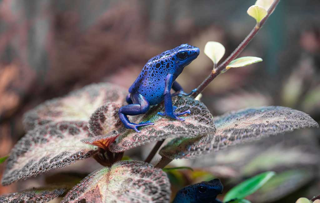dart frog