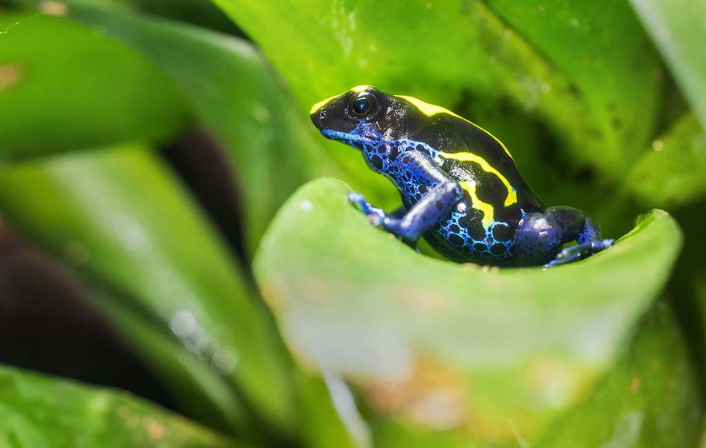 are dart frogs good pets