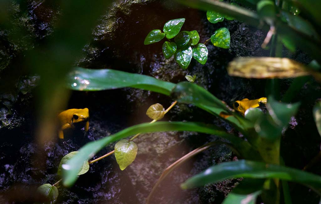what do poison dart frogs eat