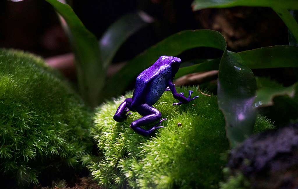 poison dart frog