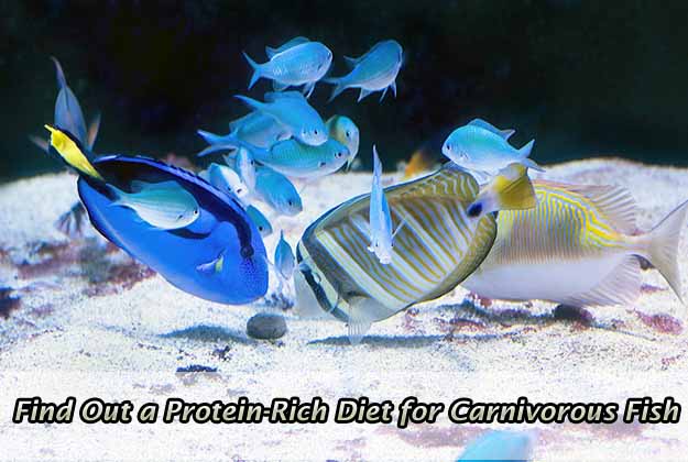 Guide to Find Out a Protein-Rich Diet for Carnivorous Fish