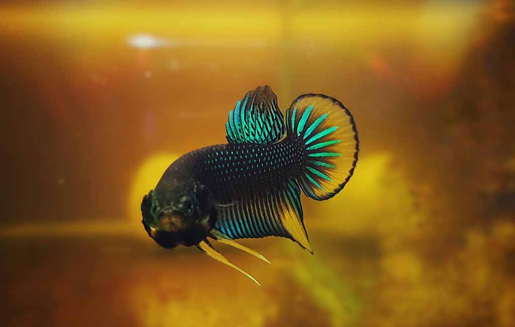 Protein-Rich Fish Diet