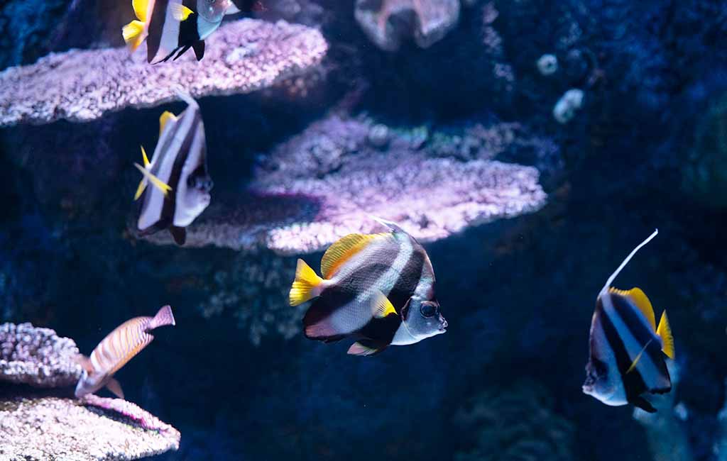 Find out protein rich diet for fish
