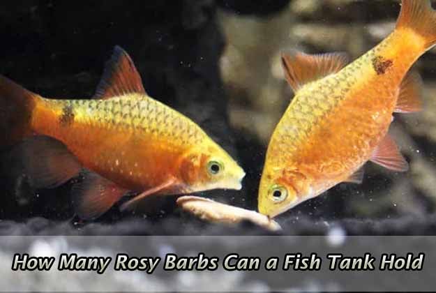 How Many Rosy Barbs Can a Fish Tank Hold