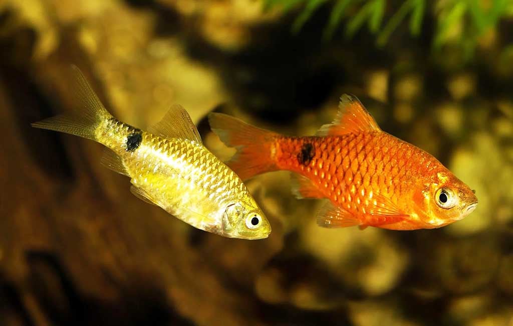 how many rosy barbs