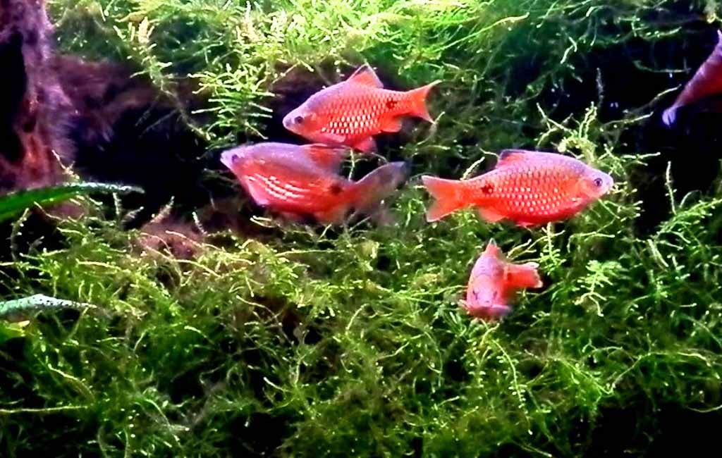 rosy barb tank mates