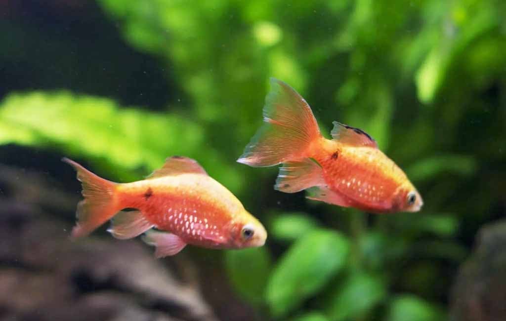Great Rosy Barb Tank Mates