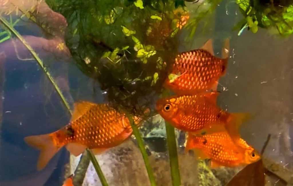Care Tips for Rosy Barbs
