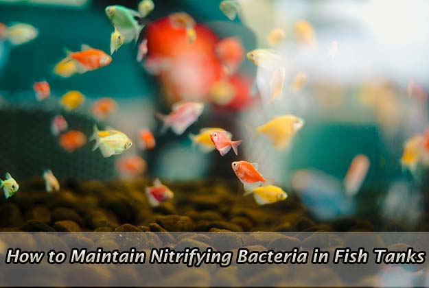 How to Maintain Nitrifying Bacteria in Fish Tanks