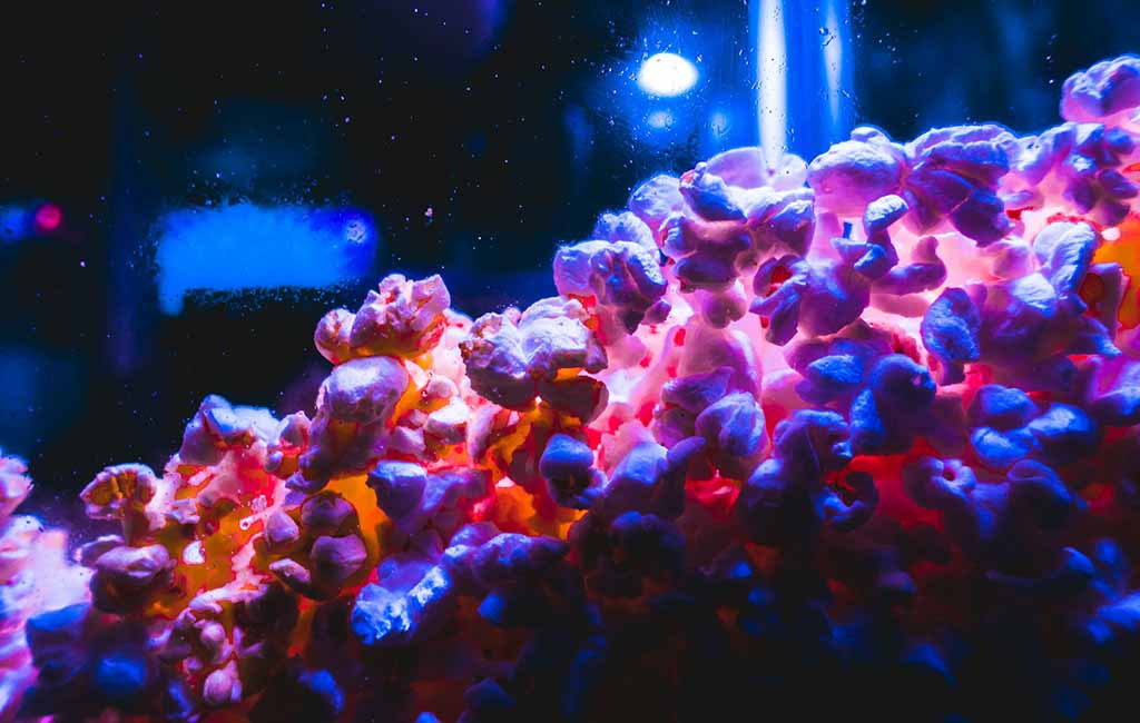 nitrifying bacteria aquarium