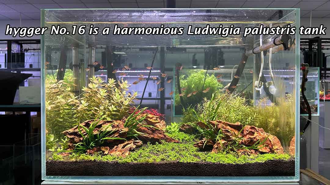 Ludwigia palustris 'Superred' tank